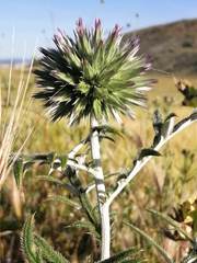 Echinops strigosus