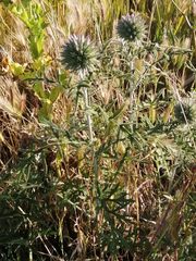 Echinops strigosus