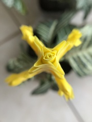 Aphelandra squarrosa