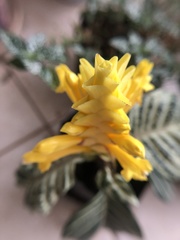 Aphelandra squarrosa