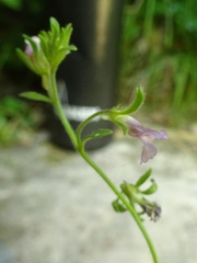 Chaenorhinum