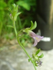 Chaenorhinum