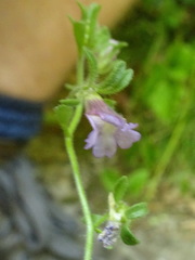 Chaenorhinum