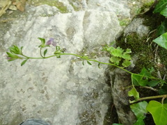 Chaenorhinum