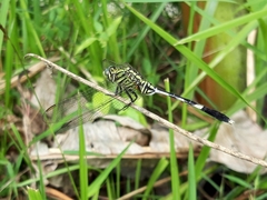 Orthetrum sabina
