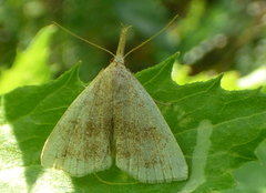 Phalaenostola metonalis
