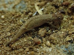 Peyrieras' Dwarf Leaf Chameleon photo 3