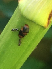 Caplothorax melanopterus