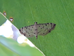 Pycnarmon cribrata