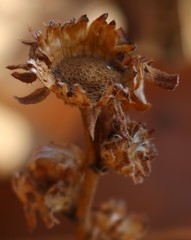 Phyllocephalum scabridum