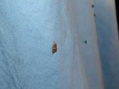 Cenopis diluticostana