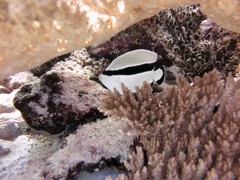 Bandit Angelfish photo 5