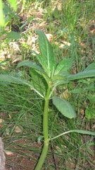 Impatiens glandulifera