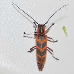 Saperda tridentata