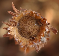 Phyllocephalum scabridum