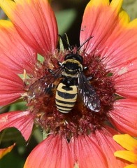 Triepeolus concavus