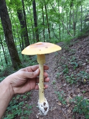 Amanita arkansana