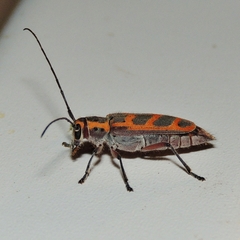 Saperda tridentata