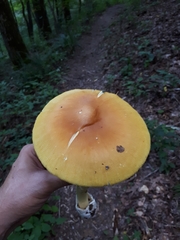 Amanita arkansana