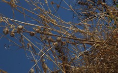 Phyllocephalum scabridum