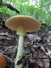 Amanita arkansana