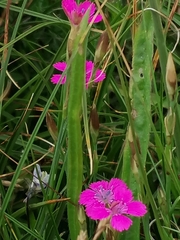 Dianthus deltoides deltoides