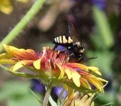 Triepeolus concavus
