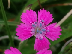 Dianthus deltoides deltoides