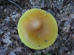 Amanita arkansana