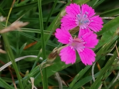 Dianthus deltoides deltoides