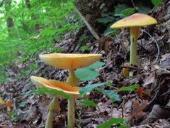 Amanita arkansana