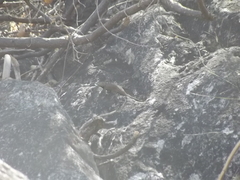 Sceloporus hunsakeri