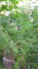 Sorbaria sorbifolia