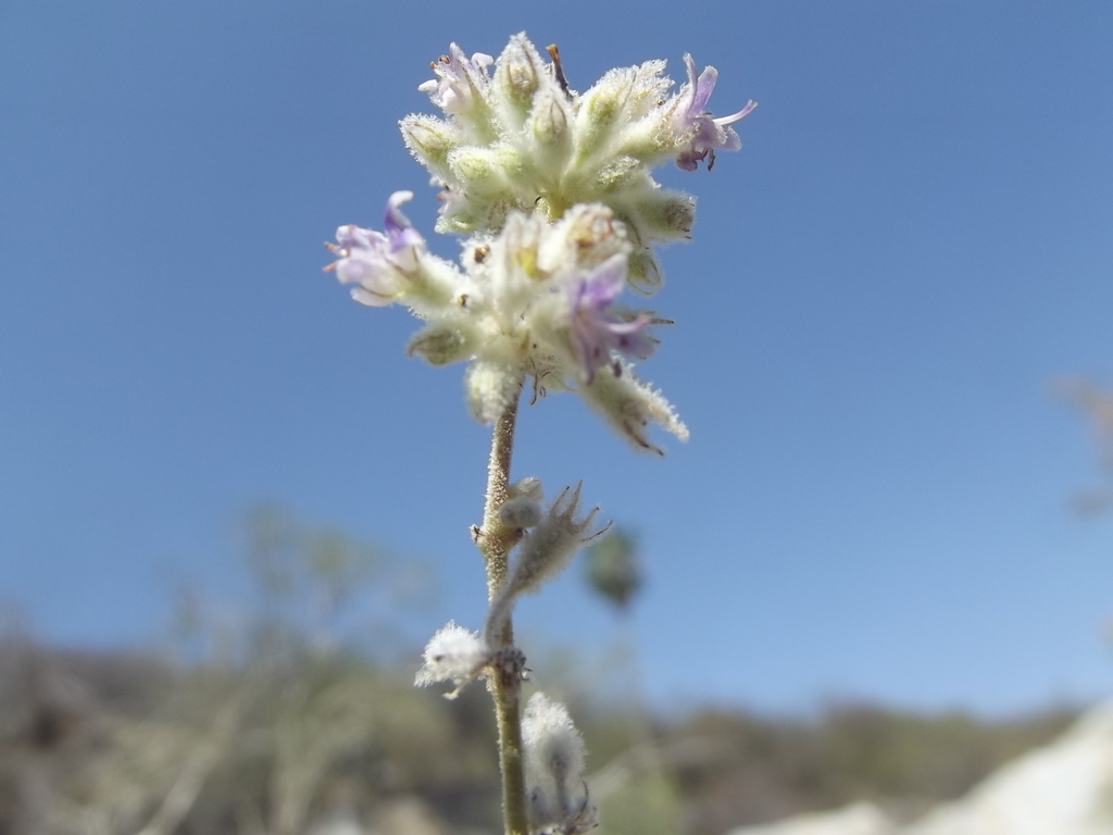 Hyptis tephrodes