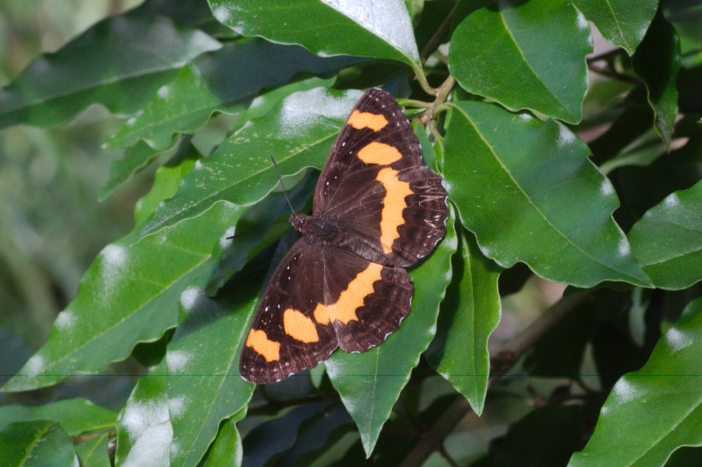 Neptis dumetorum