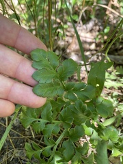 Sceptridium multifidum