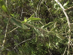 Hyptis tephrodes