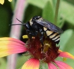 Triepeolus concavus