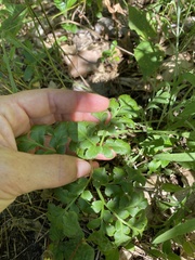 Sceptridium multifidum