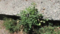 Fraxinus pennsylvanica