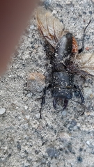 Lucanus tetraodon