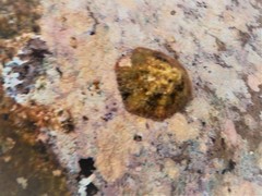 Patella ulyssiponensis