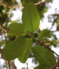 Ficus callosa