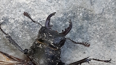 Lucanus tetraodon