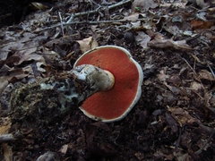 Caloboletus firmus
