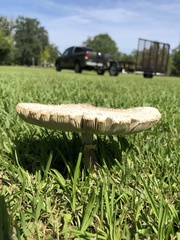 Chlorophyllum molybdites image