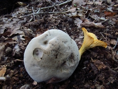 Caloboletus firmus