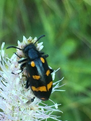 Hycleus polymorphus