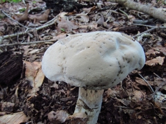 Caloboletus firmus