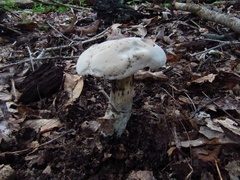 Caloboletus firmus